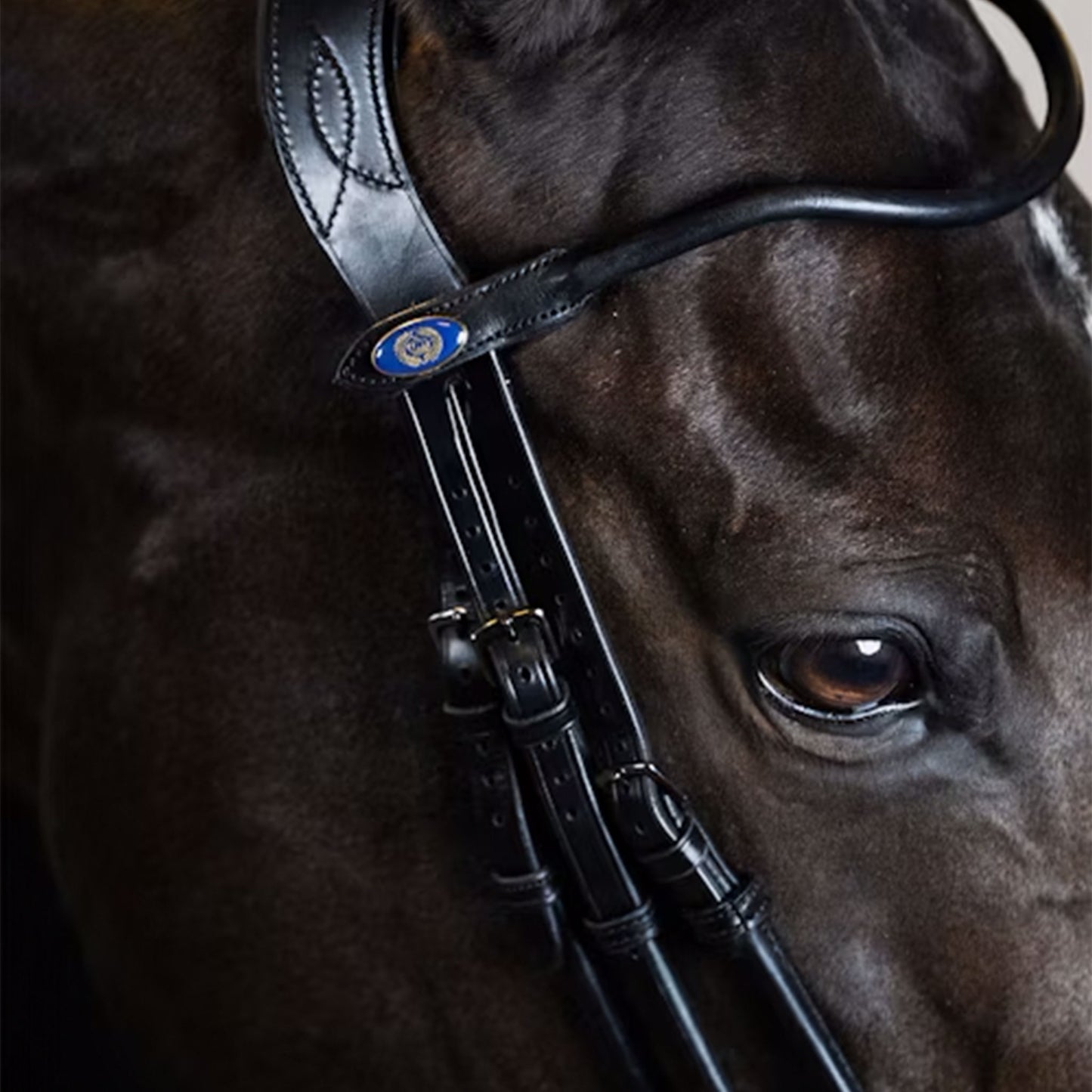 Paragon Double Bridle